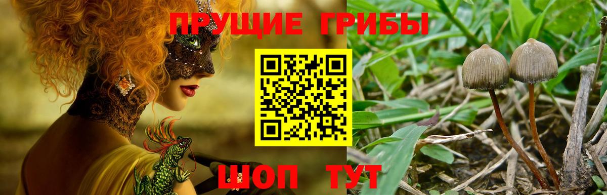 Псилоцибиновые грибы Psilocybe  Псилоцибиновые грибы GOLDEN TEACHER  Вход с VPN  Железногорск 